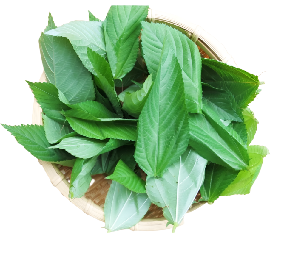 Molokhia Jordan 250g | ملوخية خضراء اردنية