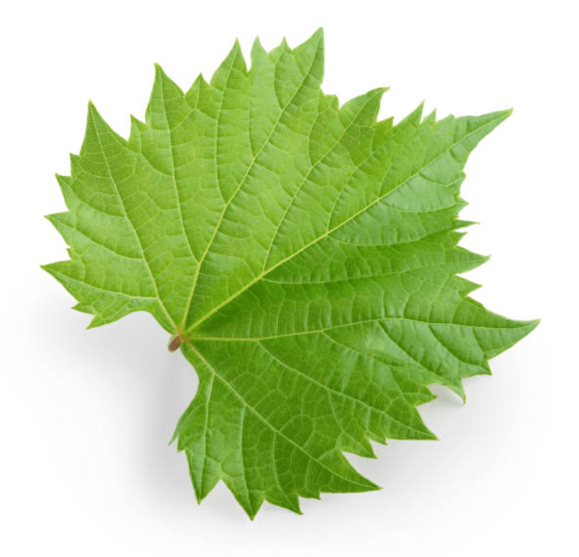 Grape Leaves Jordan Pack 250g | ورق عنب اردني - 2kShopping