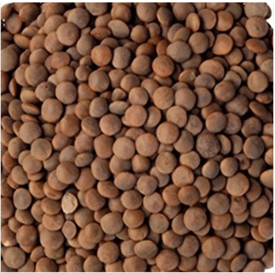 Madanli Brown Lentils 1Kg | معدنلي عدس بني - 2kShopping