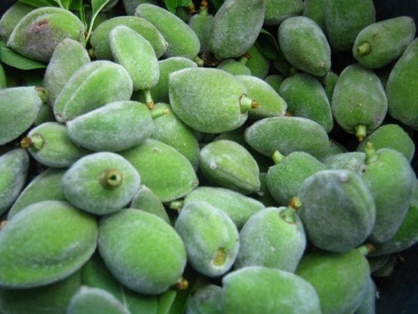 Almond Green Fresh Jordan Pack Approx: 400g | لوز اخضر أردني حامض - 2kShopping