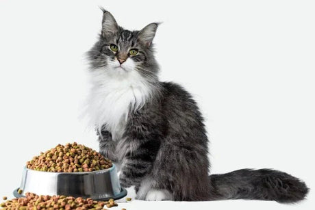 Pet Care - 2kShopping