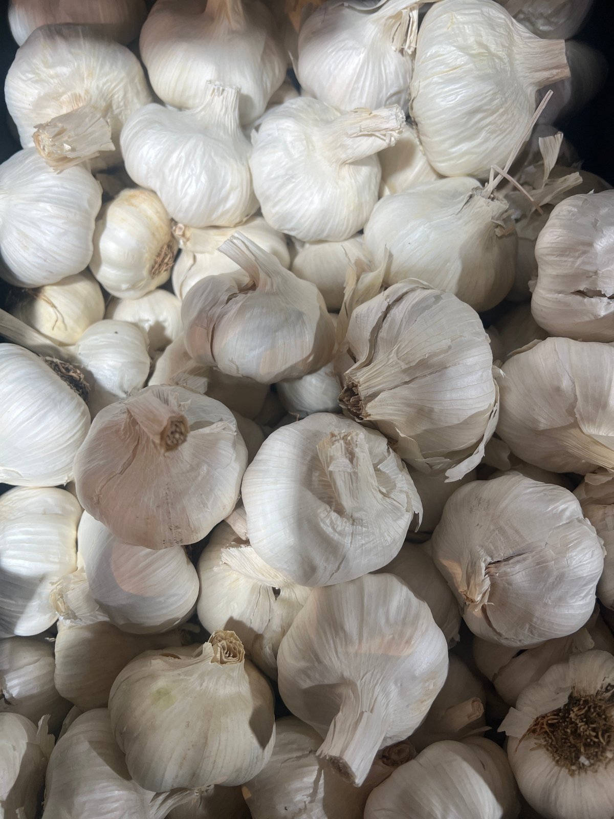 Garlic Syria 500g | ثوم سوري - 2kShopping
