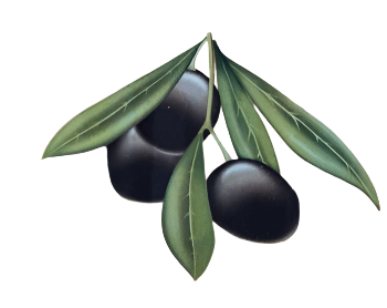 Black Olives Turkish with Oil 250g | زيتون اسود بالزيت - 2kShopping