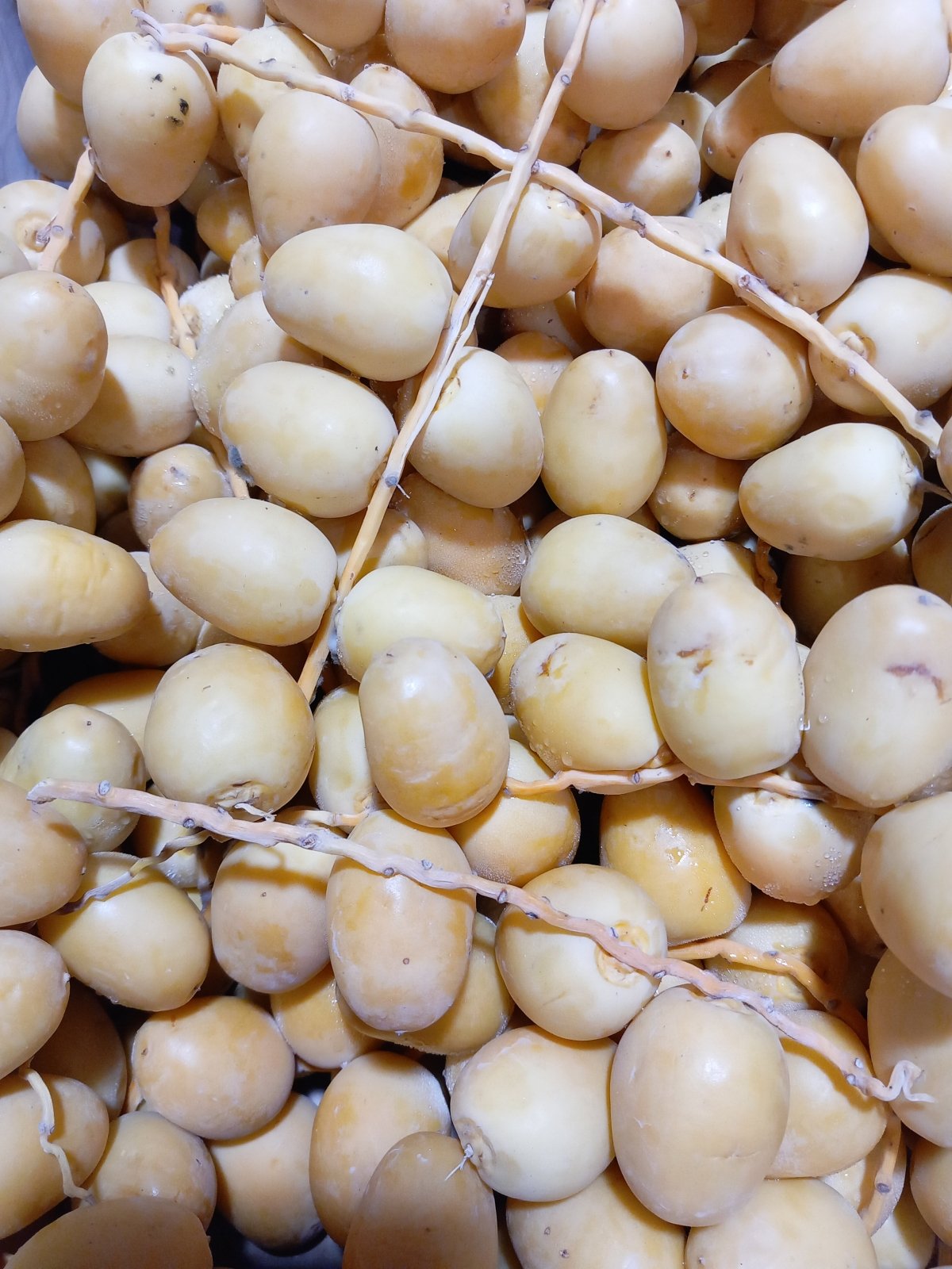 Fresh Dates Jordanian 1Kg|بلح أردني - 2kShopping